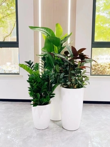 前湾植物出租哪家好