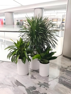 宁波杭州湾植物租赁方案大公开，绿植焕新环境